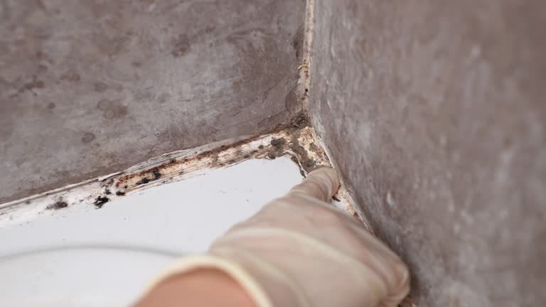 Best Real Estate Mold Inspection  in Notasulga, AL